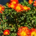Floare de cristal (Delosperma) Icecream Fire