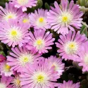 Floare de cristal (Delosperma) Jewel of Desert Rosequartz