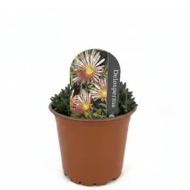Floare de cristal (Delosperma) Jewel of Desert Rosequartz