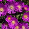 Floare de cristal (Delosperma) Ocean Sunset Violet
