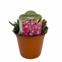Floare de cristal (Delosperma) Ocean Sunset Violet