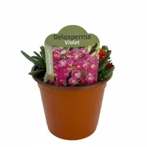 Floare de cristal (Delosperma) Ocean Sunset Violet