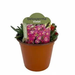 Floare de cristal (Delosperma) Ocean Sunset Violet