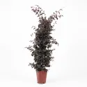 Floarea cu franjuri (Loropetalum chinense) tip con, ghiveci 6L, H 120-140 cm