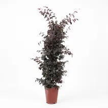 Floarea cu franjuri (Loropetalum chinense) tip con, ghiveci 6L, H 120-140 cm