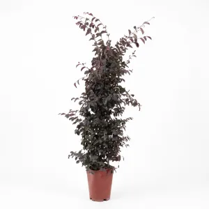 Floarea cu franjuri (Loropetalum chinense) tip con, ghiveci 6L, H 120-140 cm