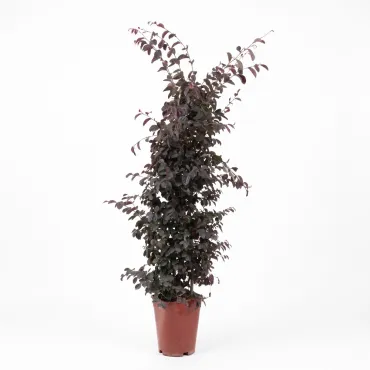 Floarea cu franjuri (Loropetalum chinense) tip con, ghiveci 6L, H 120-140 cm