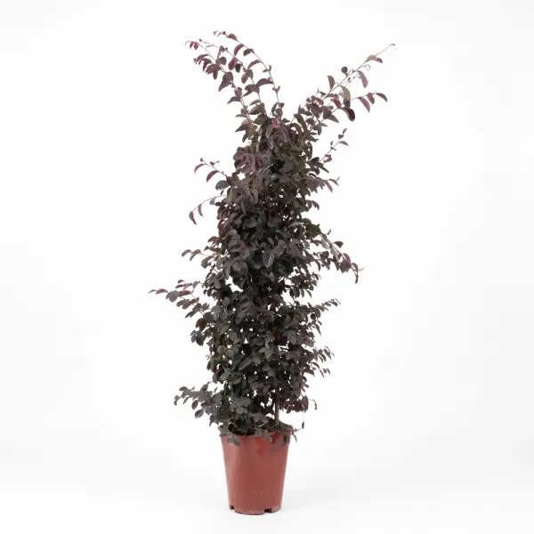 Floarea cu franjuri (Loropetalum chinense) tip con, ghiveci 6L, H 120-140 cm