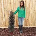 Floarea cu franjuri (Loropetalum chinense) tip con, ghiveci 6L, H 120-140 cm