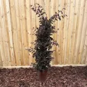 Floarea cu franjuri (Loropetalum chinense) tip con, ghiveci 6L, H 120-140 cm