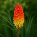 Floarea făclie (Tritoma uvaria) Red Hot Poker
