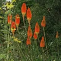 Floarea făclie (Tritoma uvaria) Red Hot Poker