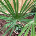 Palmier (Washingtonia robusta), ghiveci 5L, H 80-100 cm