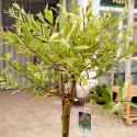 Salcie japoneză (Salix integra) Hakuro Nishiki pe tulpină, ghiveci 5L, H 150-170 cm