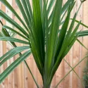 Palmier (Washingtonia robusta), ghiveci 5L, H 80-100 cm