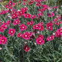 Garofițe (Dianthus) Flutterburst