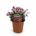 Garofițe (Dianthus) Flutterburst