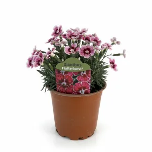 Garofițe (Dianthus) Flutterburst