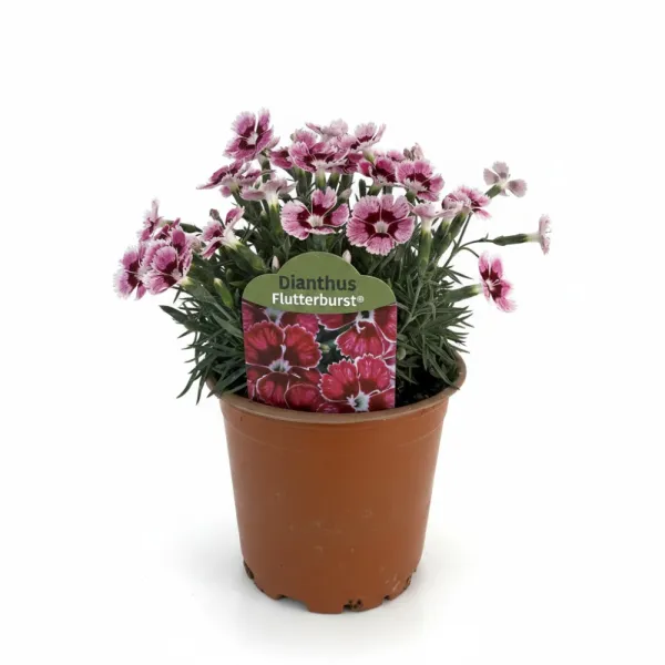 Garofițe (Dianthus) Flutterburst