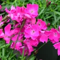 Garofițe (Dianthus) Kahori Pink