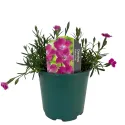 Garofițe (Dianthus) Kahori Pink