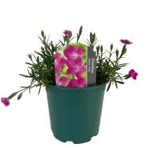Garofițe (Dianthus) Kahori Pink