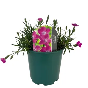 Garofițe (Dianthus) Kahori Pink