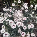 Garofițe (Dianthus) Silver Star