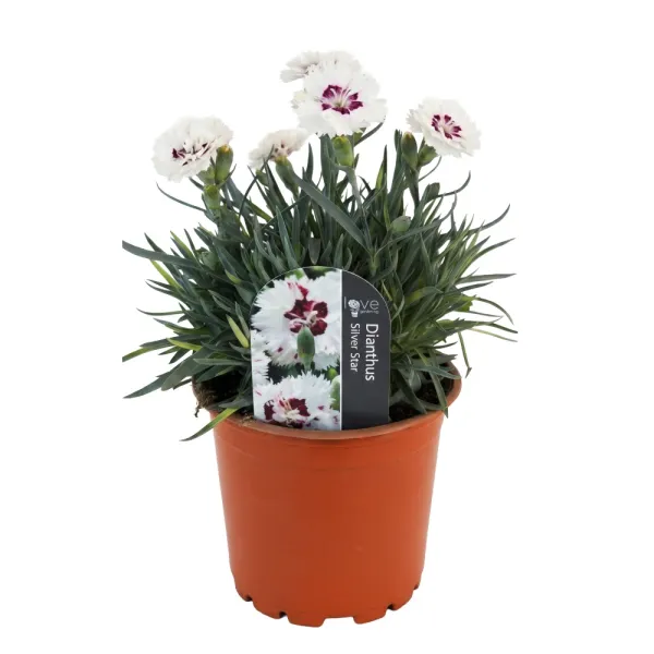 Garofițe (Dianthus) Silver Star