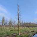 Ginkgo biloba (arborele pagodelor) la ghiveci 2L