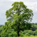 Ginkgo biloba (arborele pagodelor) la ghiveci 2L