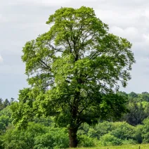 Ginkgo biloba (arborele pagodelor) la ghiveci 2L
