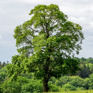 Ginkgo biloba (arborele pagodelor) la ghiveci 2L