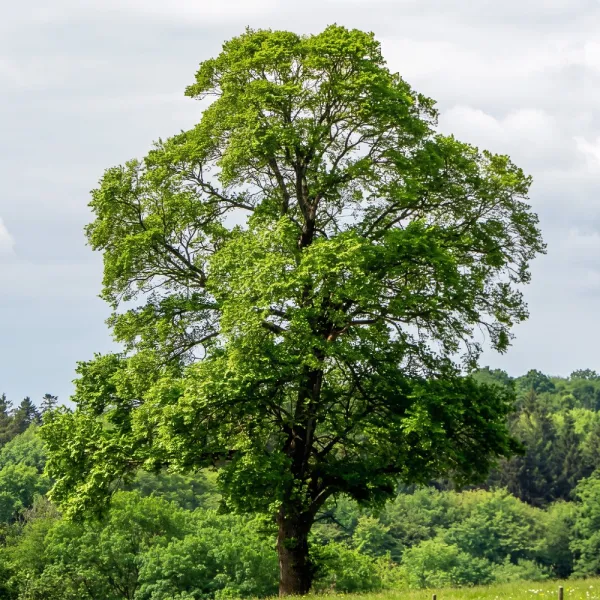 Ginkgo biloba (arborele pagodelor) la ghiveci 2L