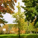 Ginkgo biloba (arborele pagodelor) la ghiveci 2L