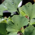 Ginkgo biloba (arborele pagodelor) la ghiveci 2L