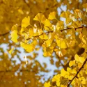 Ginkgo biloba (arborele pagodelor) la ghiveci 2L