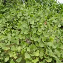 Ginkgo biloba (arborele pagodelor) la ghiveci 2L