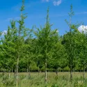 Ginkgo biloba (arborele pagodelor) la ghiveci 2L