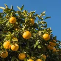Grapefruit (Citrus x paradisi)