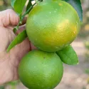 Grapefruit (Citrus x paradisi)