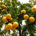 Grapefruit (Citrus x paradisi)