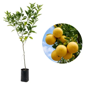 Grapefruit (Citrus x paradisi)