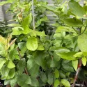 Grapefruit (Citrus x paradisi)