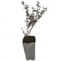 Dracila Green Way 