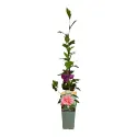 Hibiscus Sanchoyo