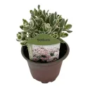 Iarbă grasă (Sedum) La vie en rose