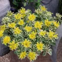 Iarbă grasă (Sedum) Atlantis