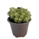 Iarbă grasă (Sedum) Atlantis