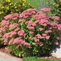 Iarbă grasă (Sedum) Herbstfreude